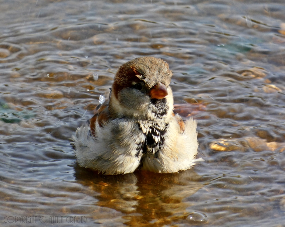 Spatz beim Baden (3)