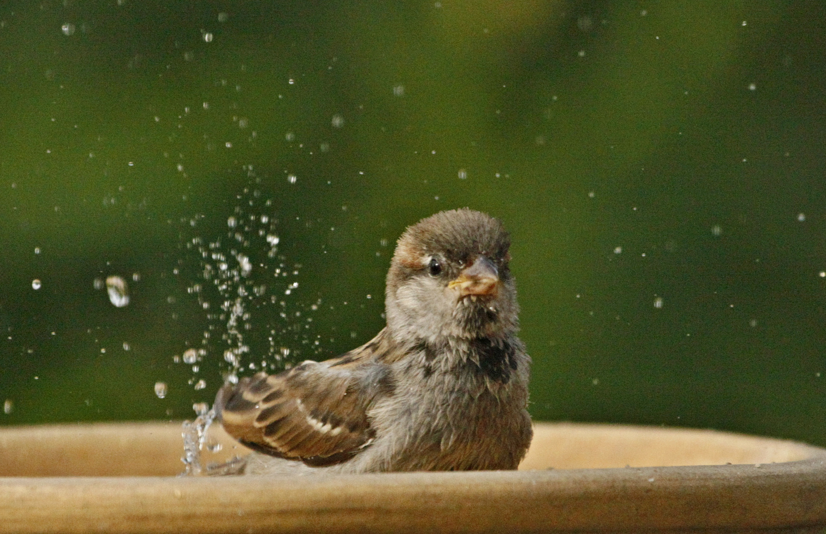 Spatz beim Baden