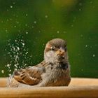 Spatz beim Baden