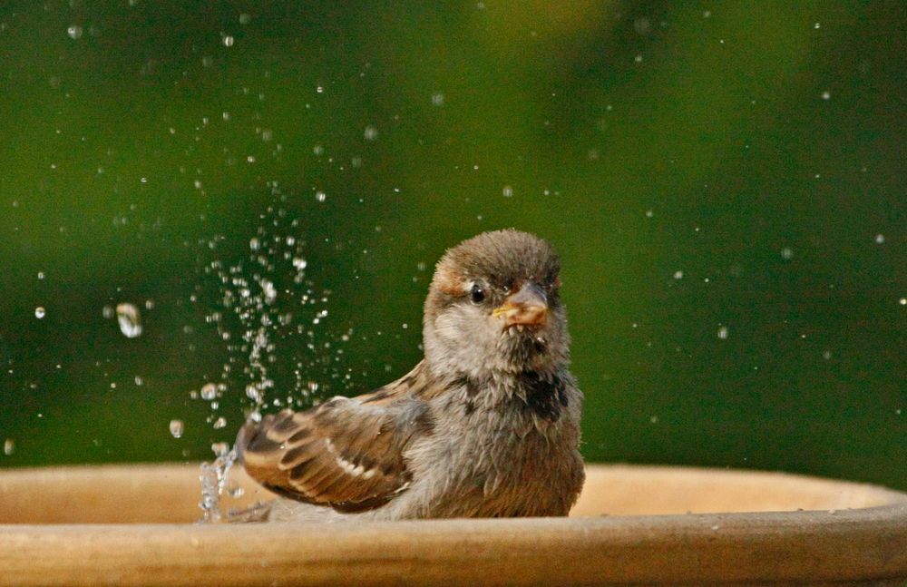 Spatz beim Baden Foto & Bild tiere, wildlife, wild lebende vögel