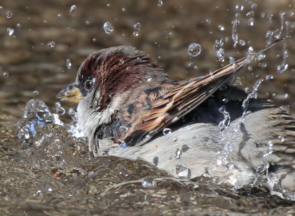 Spatz beim Baden