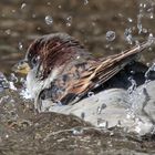 Spatz beim Baden