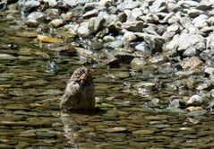 Spatz beim Baden