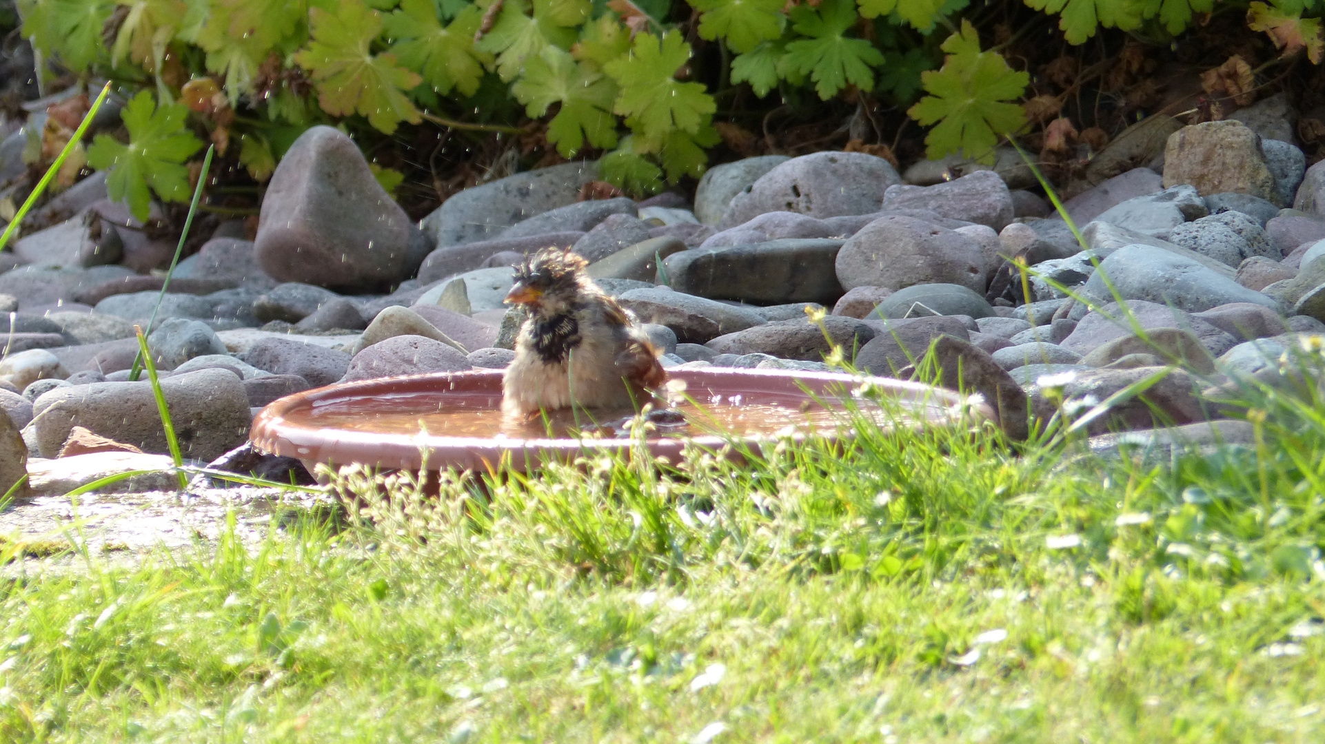 Spatz beim erfrischendem Wasserbad - Jetz hab ich den Pool für mich allein