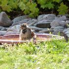 Spatz beim erfrischendem Wasserbad - Jetz hab ich den Pool für mich allein