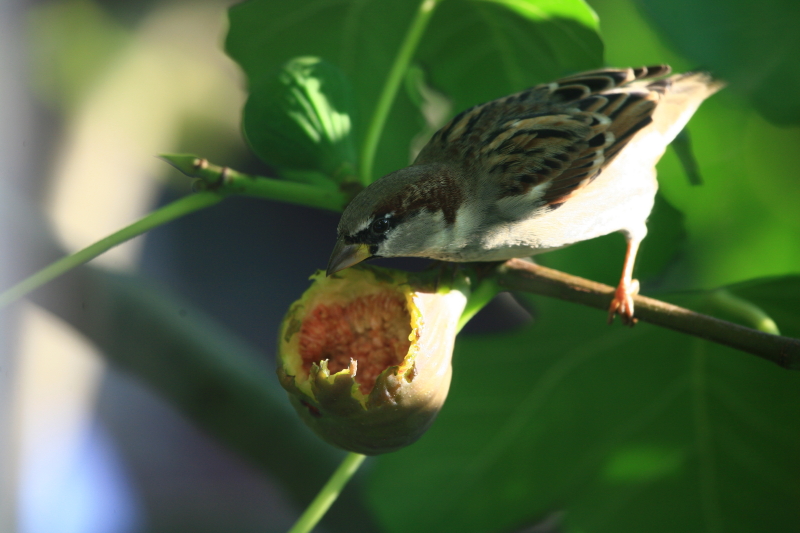 Spatz beim Feigen klau im Heimischen Garten.