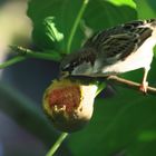 Spatz beim Feigen klau im Heimischen Garten.