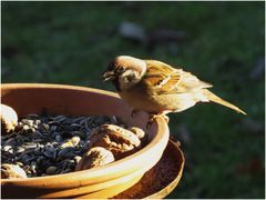 Spatz beim Frühstück