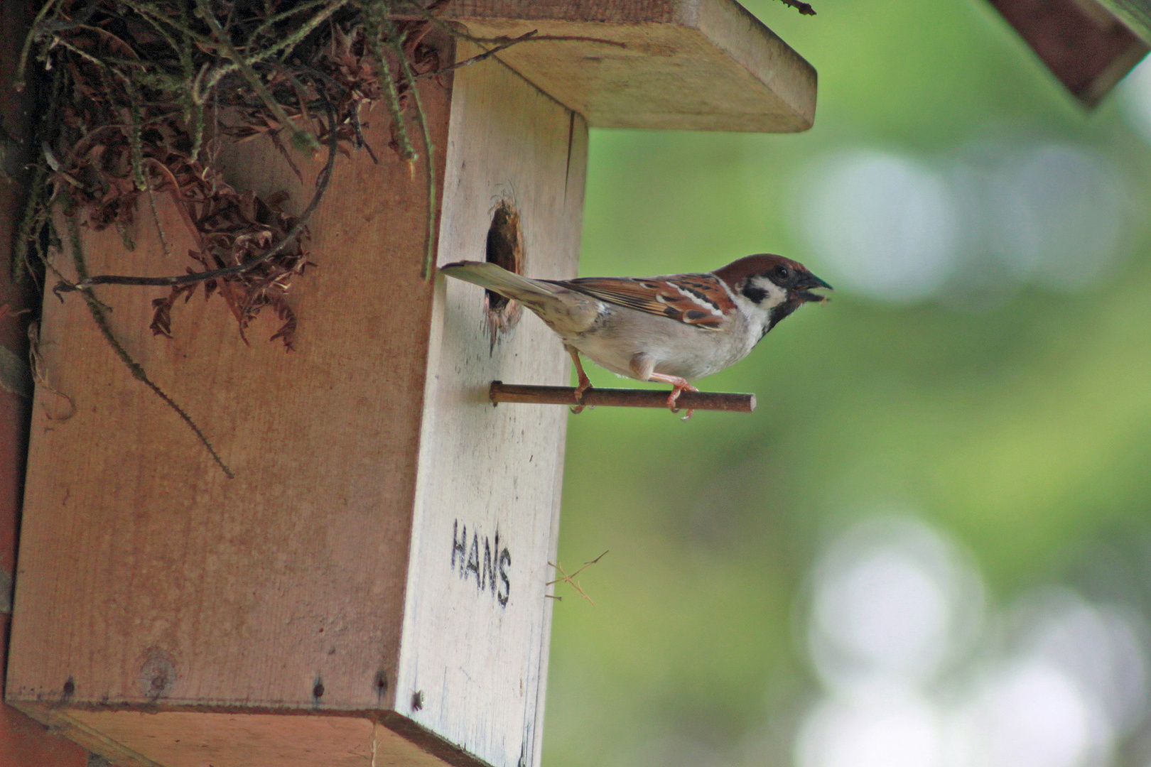 Spatz beim Füttern