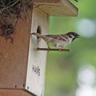 Spatz beim Füttern