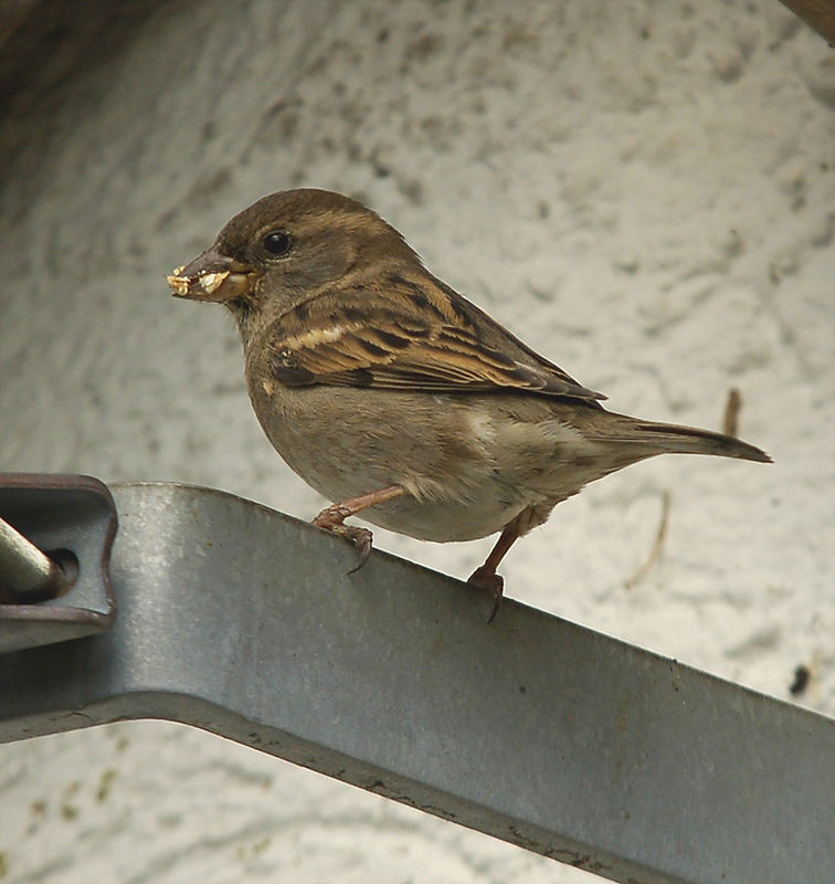 Spatz beim füttern