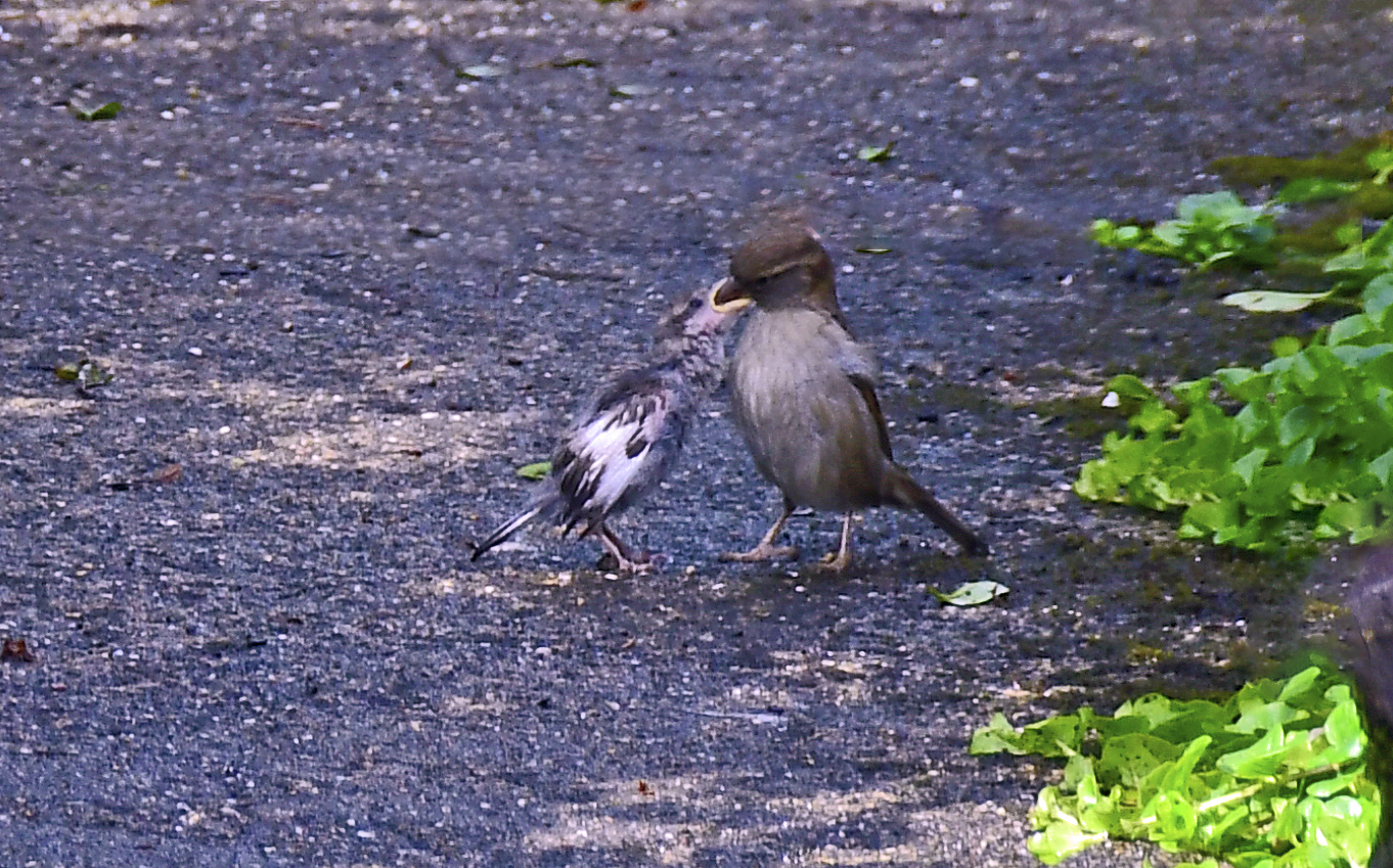 Spatz beim Füttern eines Jungvogels