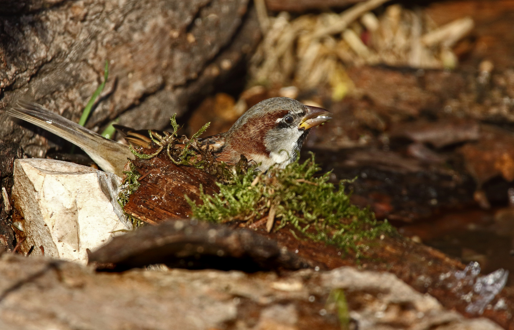 "Spatz beim Gluckern"