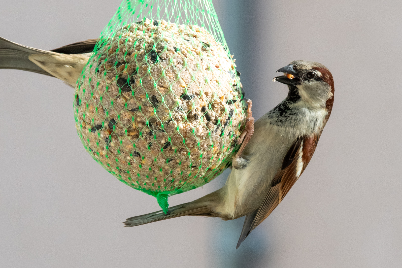 Spatz beim Mittagessen