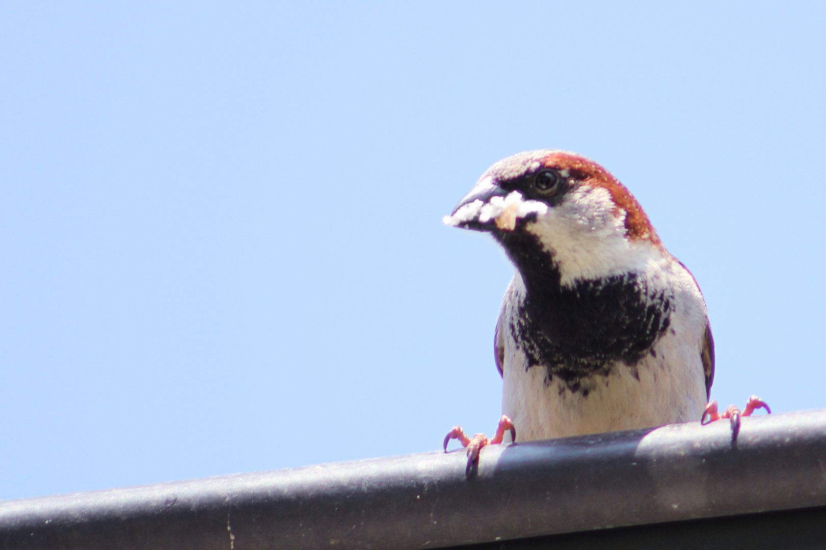 Spatz beim Nestbau