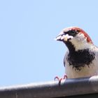 Spatz beim Nestbau