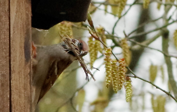 Spatz beim Nestbau