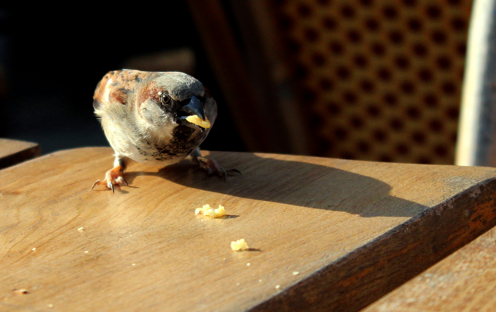 Spatz beim Pommesklau