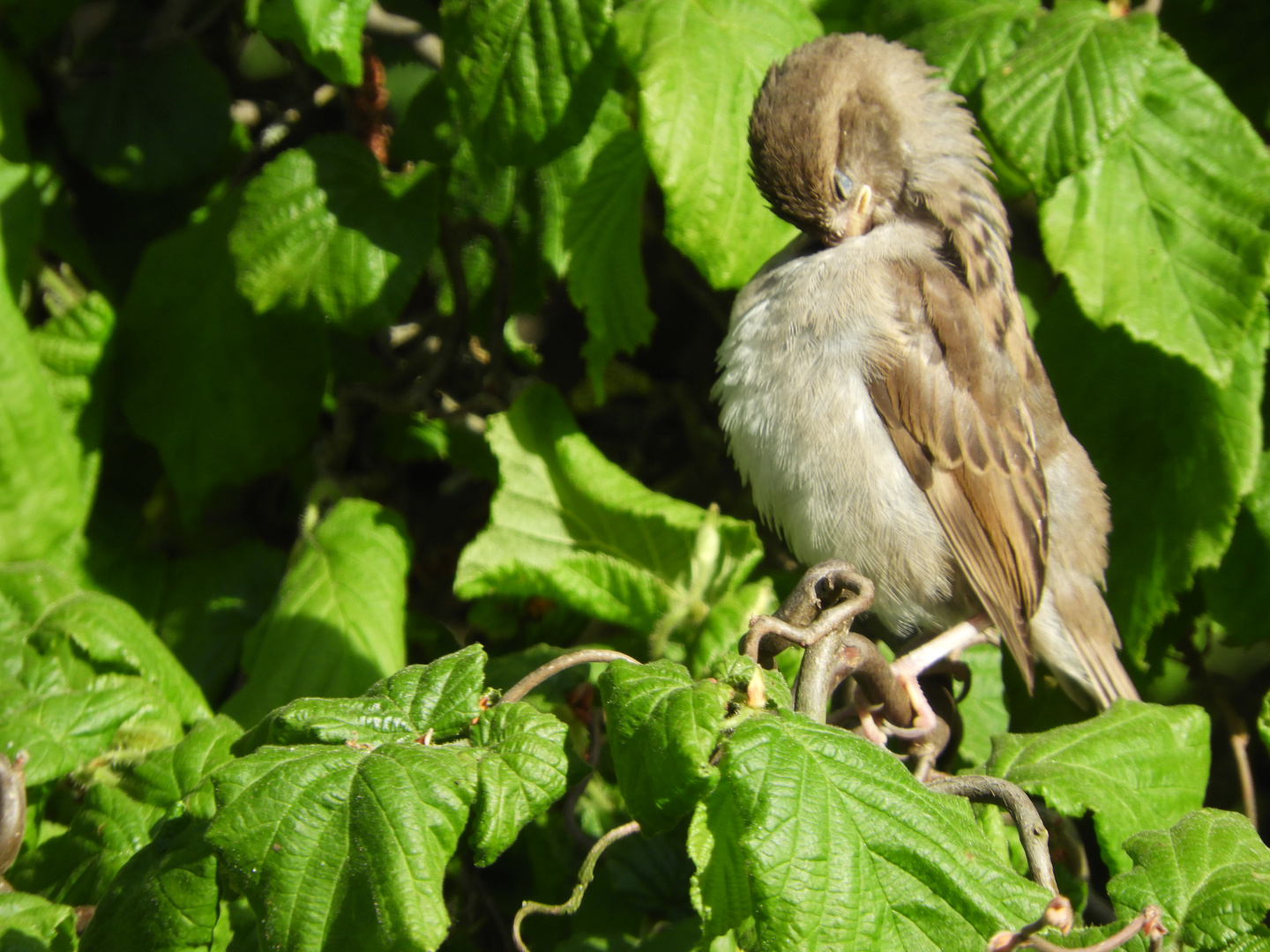 Spatz beim putzen