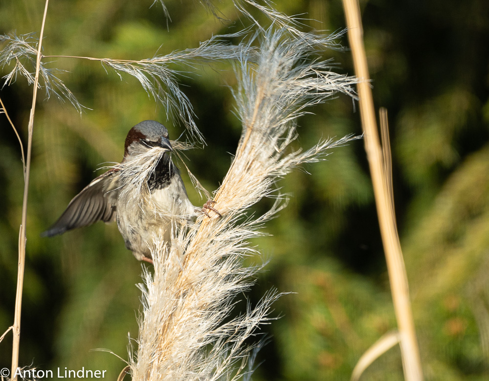 Spatz beim sammeln von Nestmaterial