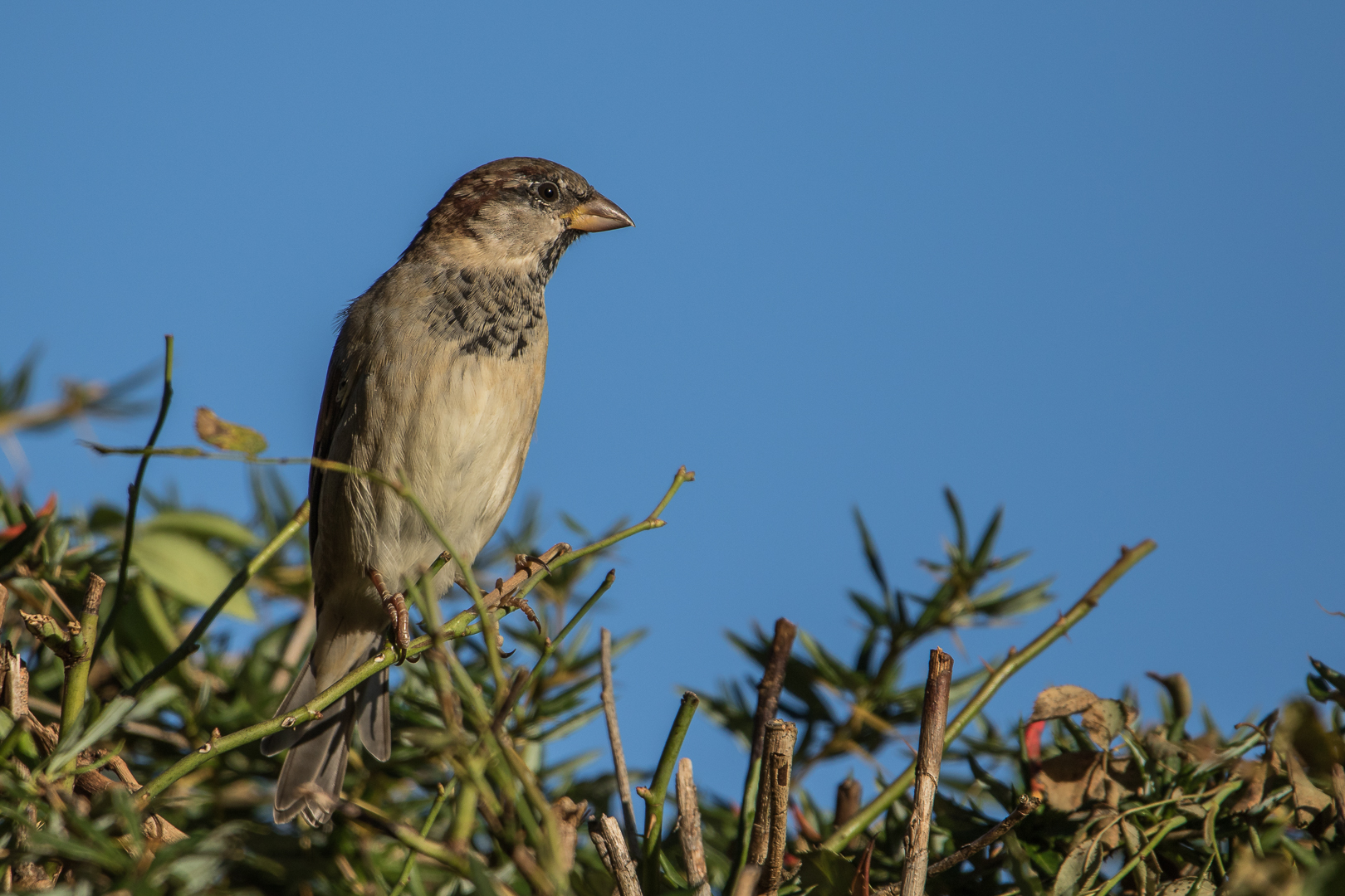 Spatz beim Sonnenbad