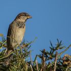 Spatz beim Sonnenbad