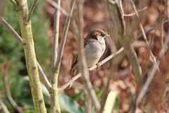 Spatz beim Sonnenbad