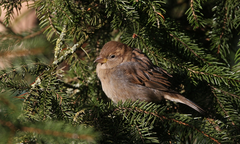 Spatz beim Sonnenbad