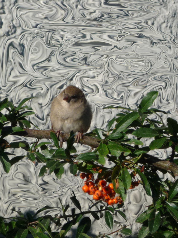 Spatz beim Sonnenbad