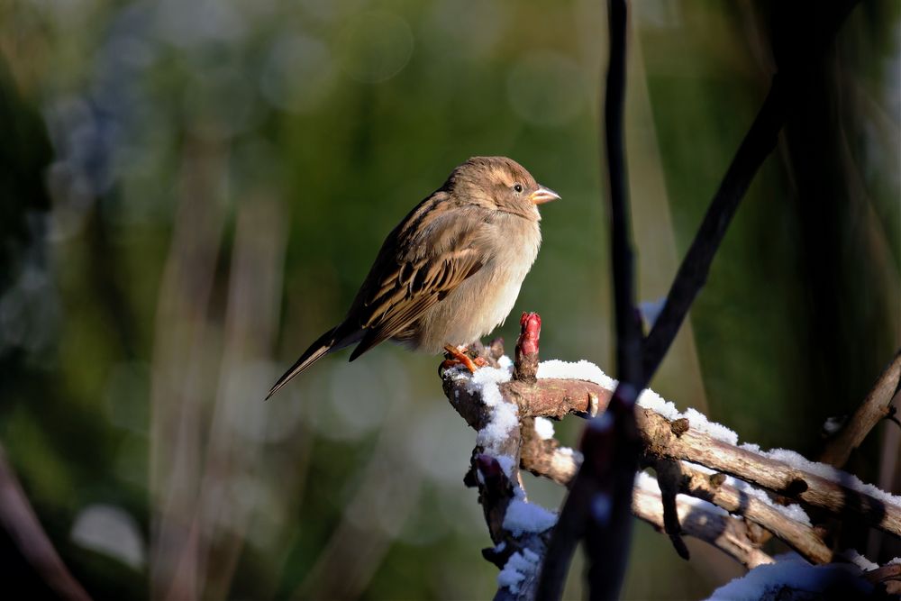 Spatz beim Sonnenbad im Winter