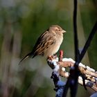 Spatz beim Sonnenbad im Winter