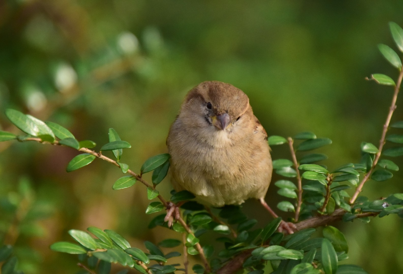 Spatz beim Spagat 