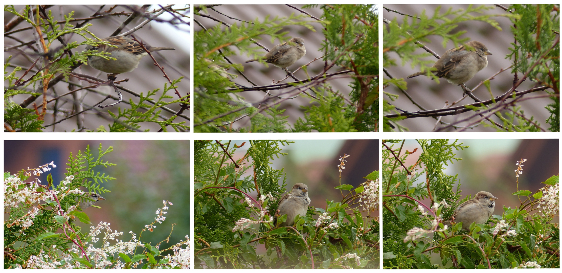 Spatz beim Versteckspiel...