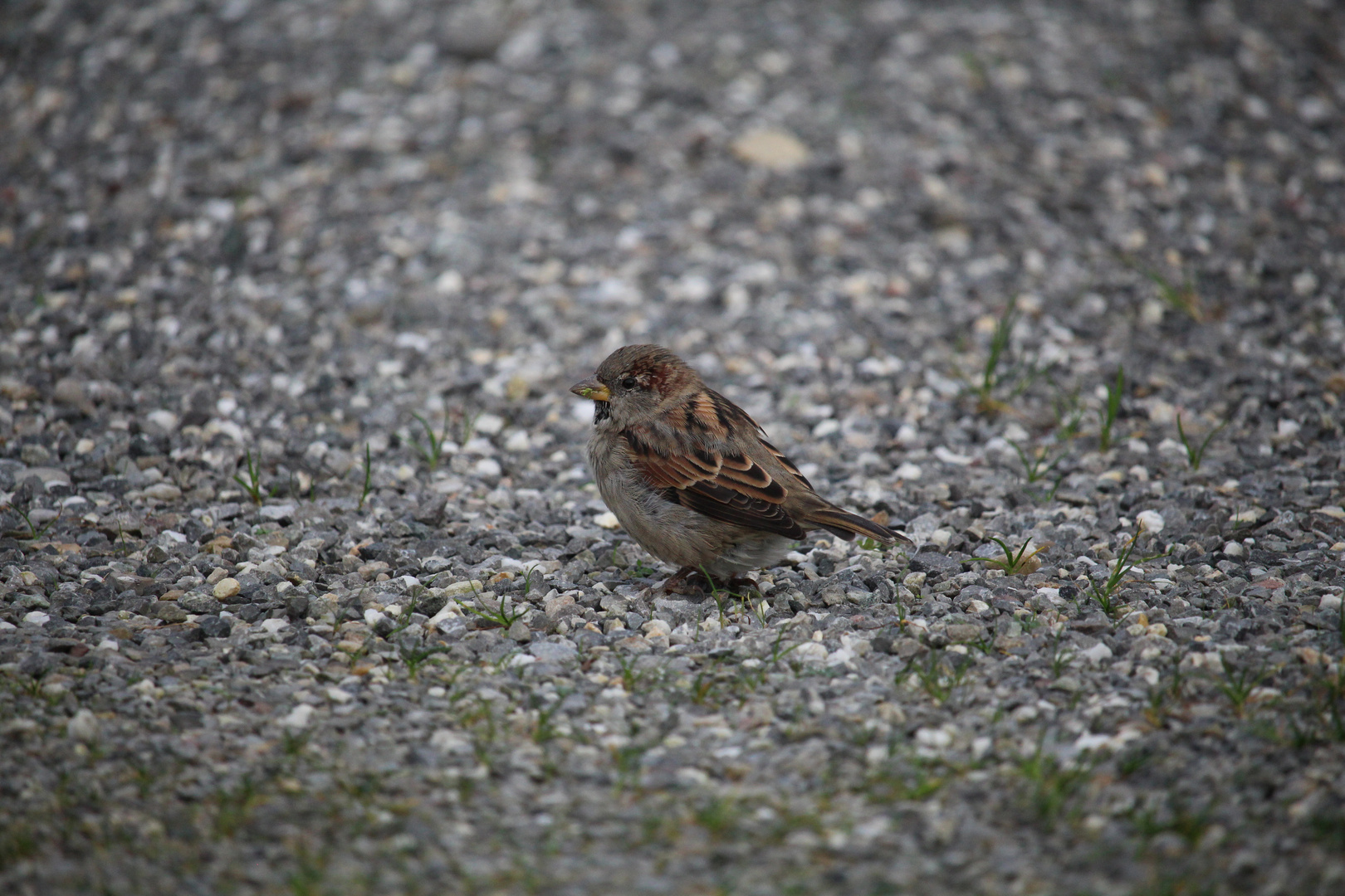 Spatz - Der Haussperling