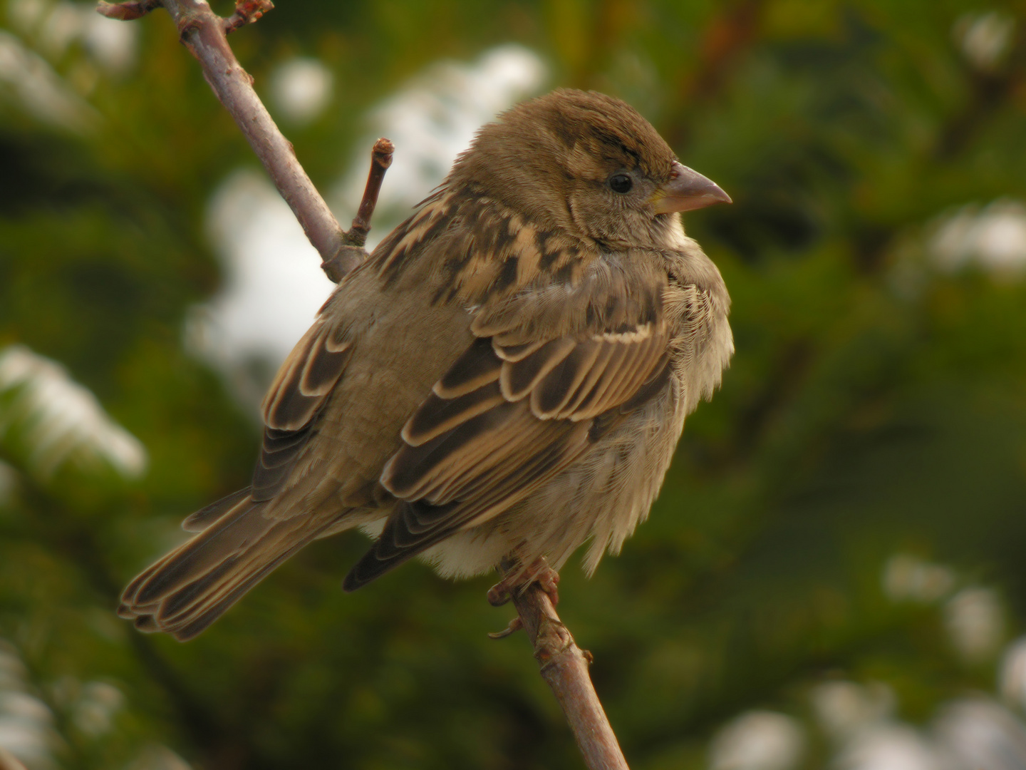 Spatz Digiscoping