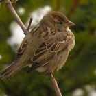 Spatz Digiscoping