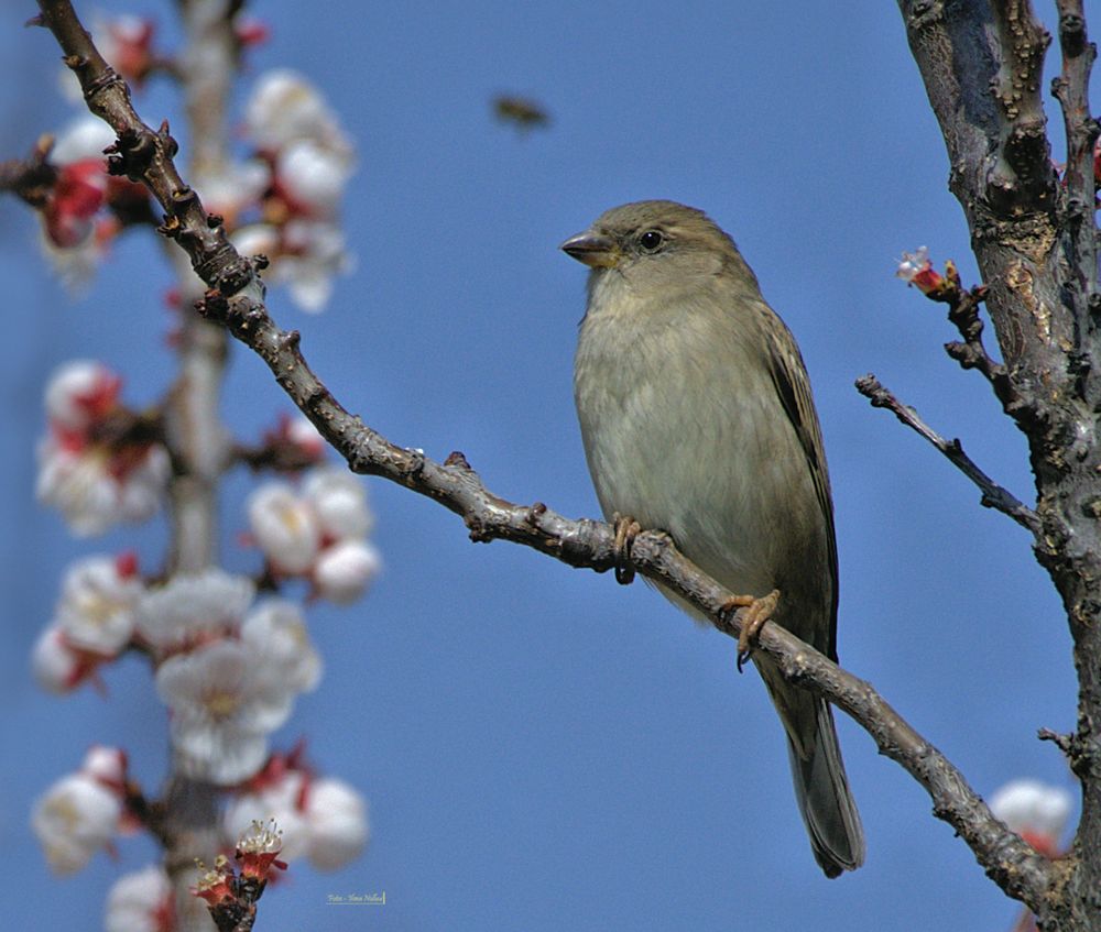 Spatz du bist ne Wucht