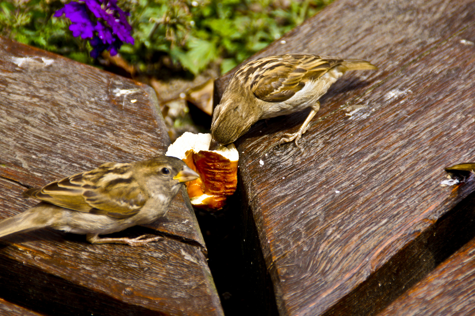 Spatz einer passt auf