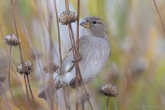 Spatz... er ist aus der Familie der Sperlinge.