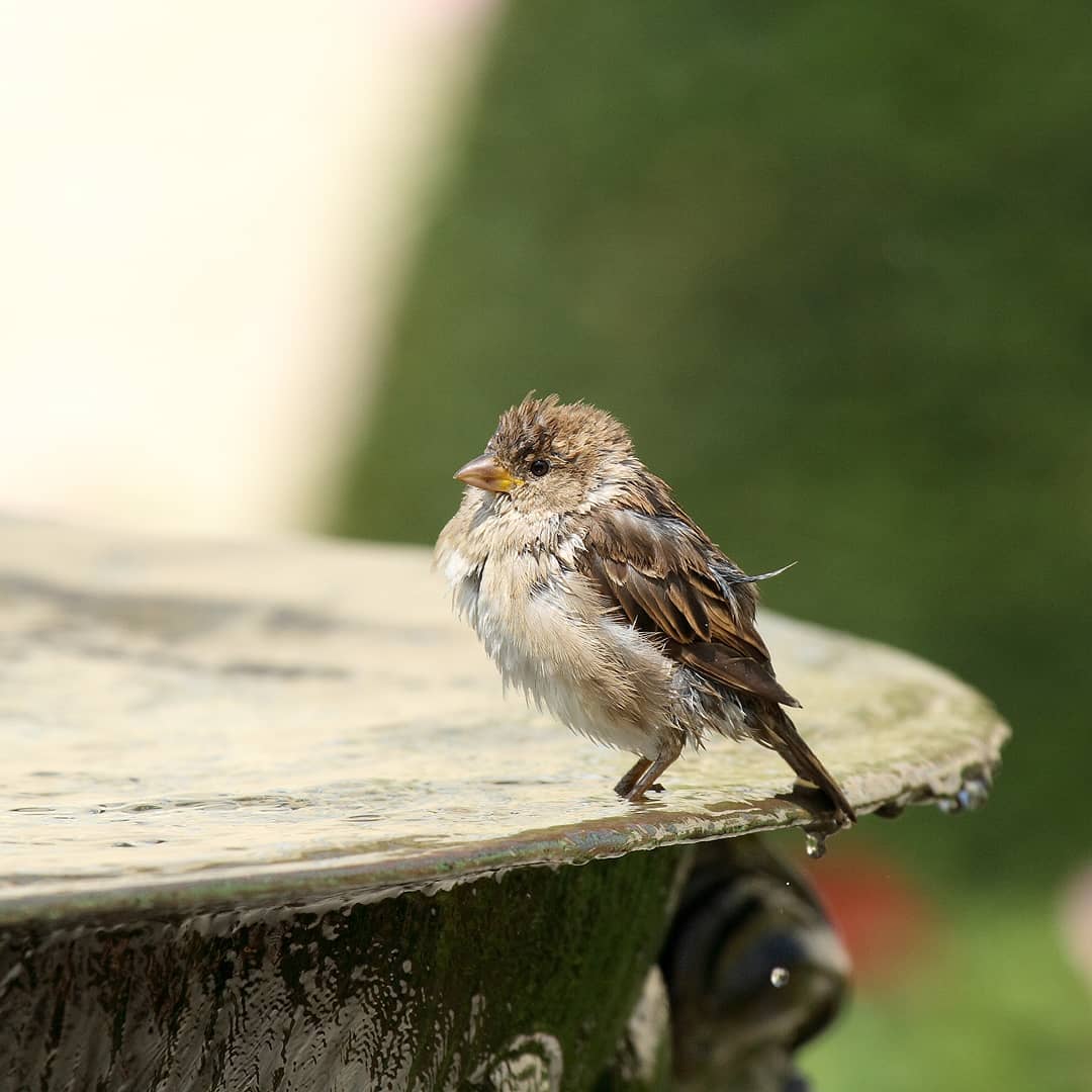 Spatz erfrischt sich am Brunnen