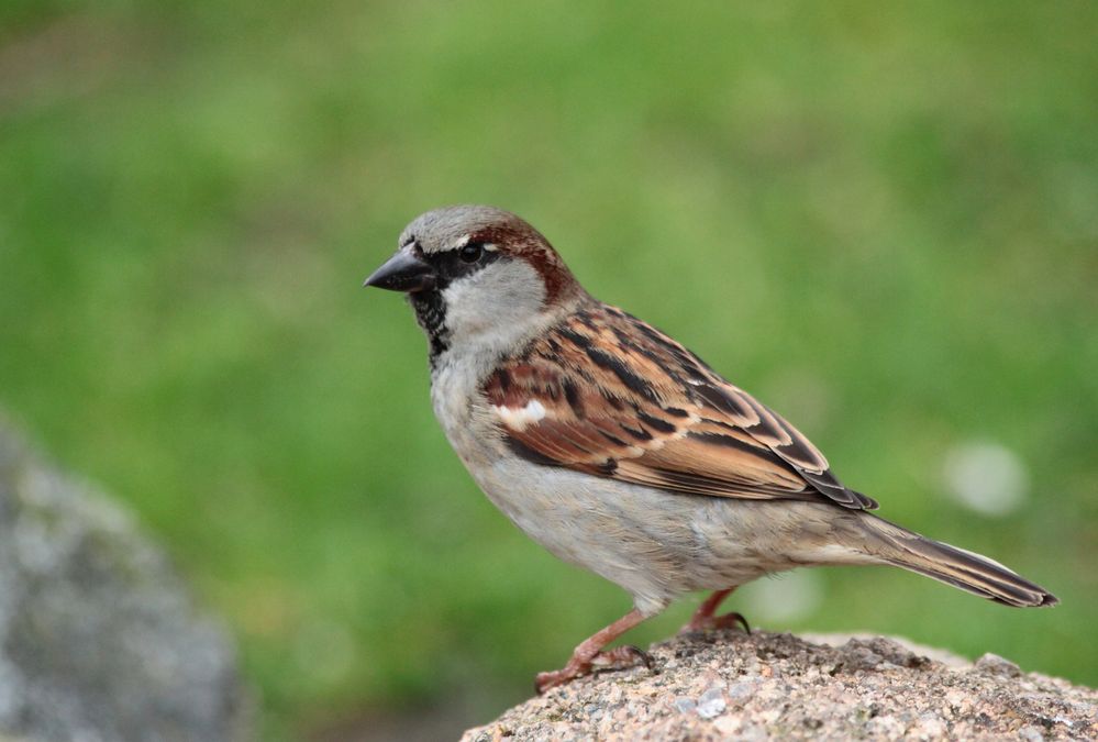 Spatz Foto & Bild | tiere, wildlife, wild lebende vögel Bilder auf