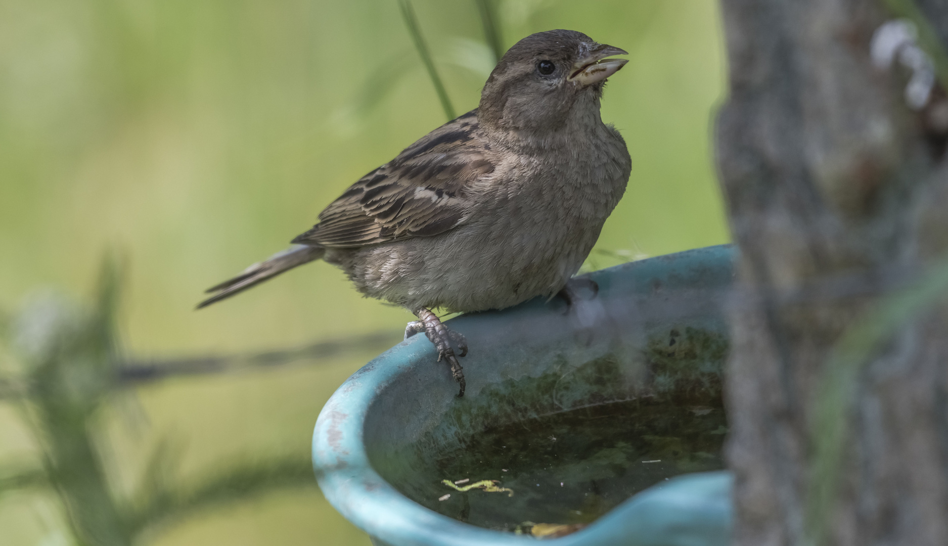 Spatz "fast" beim Baden erwischt