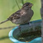 Spatz "fast" beim Baden erwischt