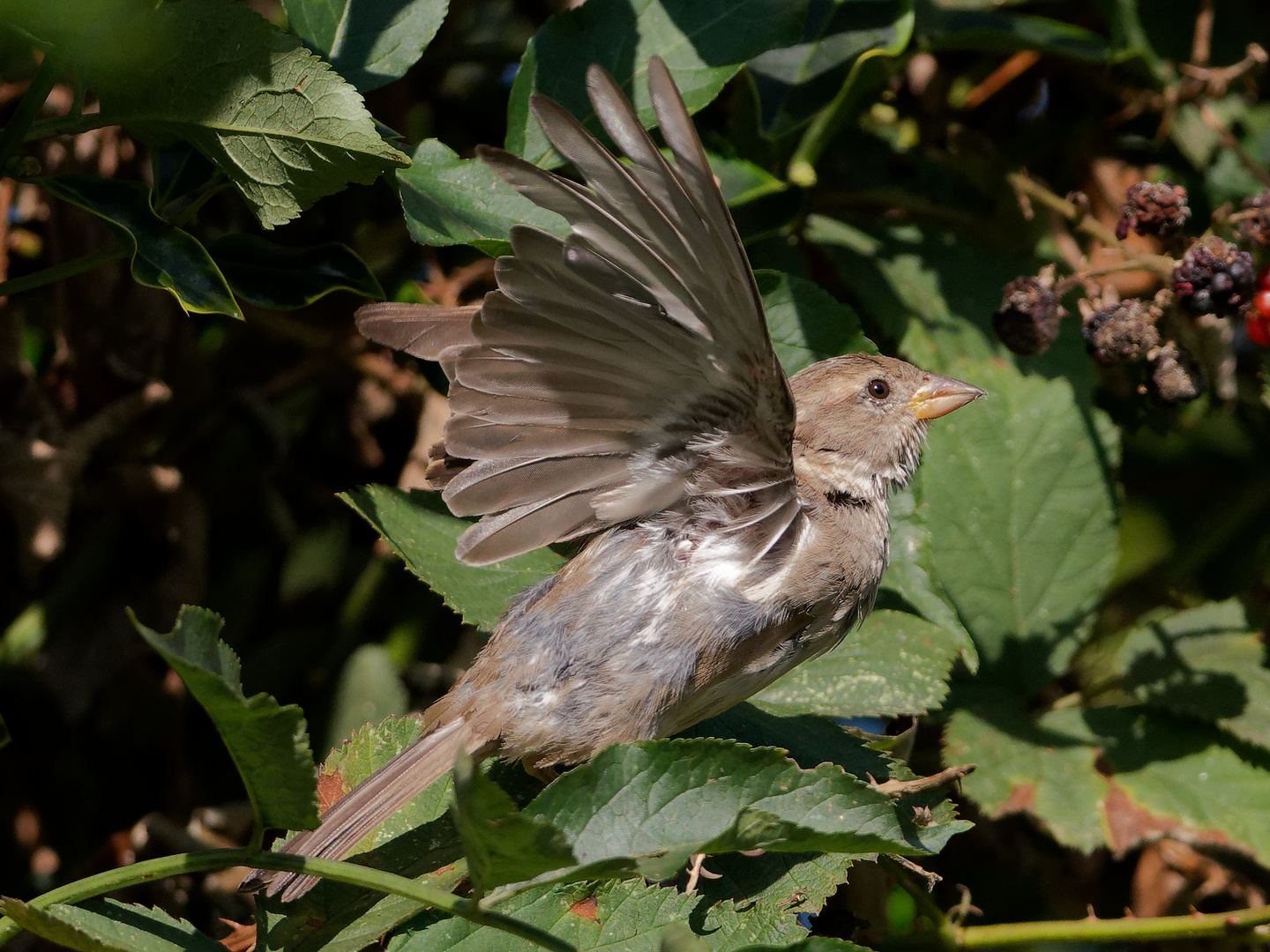 Spatz fliegt durch den Himbeerstrauch