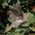 Spatz fliegt durch den Himbeerstrauch