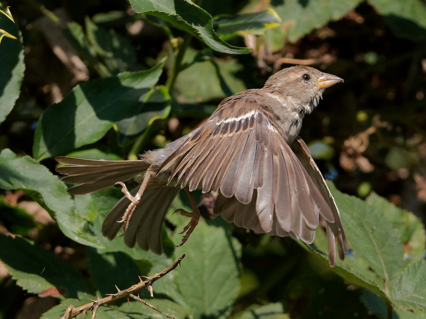 Spatz fliegt durch den Himbeerstrauch