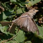 Spatz fliegt durch den Himbeerstrauch