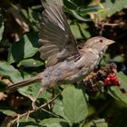 Spatz fliegt durch den Himbeerstrauch