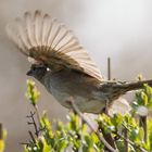 Spatz fliegt im Sonnenlicht.