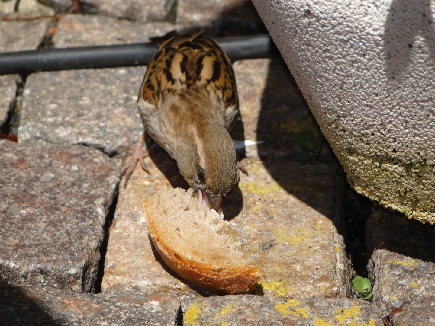 Spatz frech, wie immer